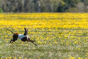 Greyhound dog lifted off the ground running fast across green field photo