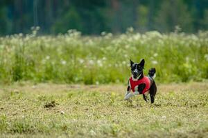 Basenji dog in red shirt running and chasing lure in the field on coursing competition photo