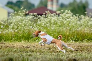 Basenji dog in white shirt running and chasing lure in the field on coursing competition photo