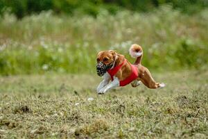 Basenji dog in red shirt running and chasing lure in the field on coursing competition photo