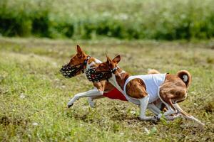 Basenji dogs in red and white shirts running and chasing lure in the field on coursing competition photo