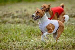 Basenji dogs in red and white shirts running and chasing lure in the field on coursing competition photo