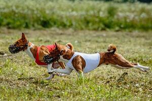Basenji dogs in red and white shirts running and chasing lure in the field on coursing competition photo