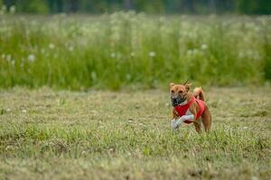 Basenji dog in red shirt running and chasing lure in the field on coursing competition photo