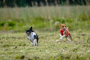 Basenji dogs in red and white shirts running and chasing lure in the field on coursing competition photo