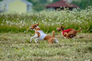 Basenji dogs in red and white shirts running and chasing lure in the field on coursing competition photo