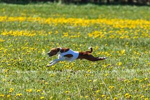 Basenji dog in white shirt lifted off the ground running in the field on coursing competition photo