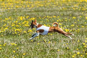Basenji dog in white shirt lifted off the ground running in the field on coursing competition photo