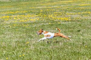 Basenji dog in white shirt lifted off the ground running in the field on coursing competition photo