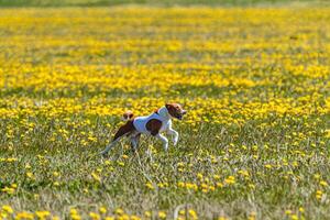 Basenji dog in white shirt lifted off the ground running in the field on coursing competition photo