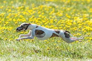 Whippet dog lifted off the ground during the dog racing competition running on field photo