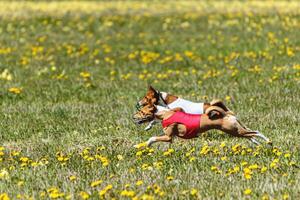Basenji dogs in red and white shirts running and chasing lure in the field on coursing competition photo