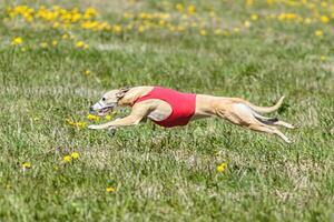 Whippet dog lifted off the ground during the dog racing competition running on field photo