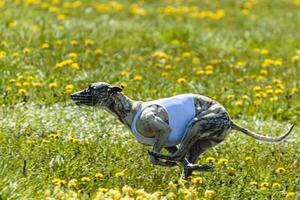 Whippet dog in white shirt running and chasing lure in the field on coursing competition photo