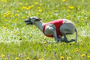 Whippet dog lifted off the ground during the dog racing competition running on field photo