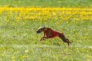 Whippet dog lifted off the ground during the dog racing competition running straight into camera photo