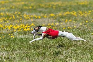 Whippet dog lifted off the ground during the dog racing competition running straight into camera photo