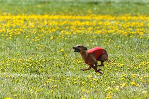 Whippet dog lifted off the ground during the dog racing competition running on field photo