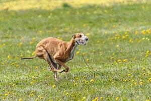 Greyhound dog running fast and chasing lure across green field at dog racing competion photo