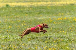 Cirneco dell etna dog running fast and chasing lure across green field at dog racing competion photo