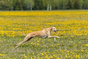 Greyhound dog running fast and chasing lure across green field at dog racing competion photo
