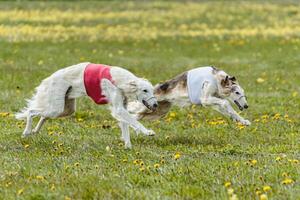 Borzoi dogs in red and white shirts running and chasing lure in the field on coursing competition photo