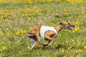 Greyhound dog running fast and chasing lure across green field at dog racing competion photo