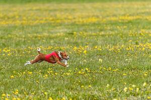 Basenji dog flying moment of running across the field on lure coursing competition photo