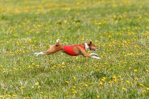 Basenji dog flying moment of running across the field on lure coursing competition photo
