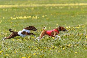 Basenji dogs in red and white shirts running and chasing lure in the field on coursing competition photo