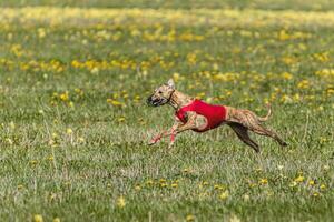 Whippet dog in red shirt running and chasing lure in the field on coursing competition photo