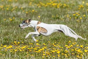 Whippet dog in white shirt running and chasing lure in the field on coursing competition photo