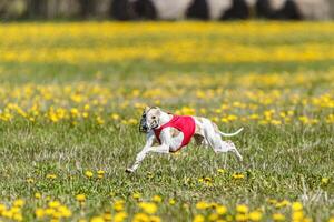 Whippet dog in red shirt running and chasing lure in the field on coursing competition photo