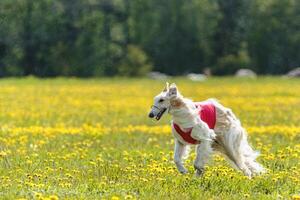 Borzoi dog in red shirt running and chasing lure in the field on coursing competition photo