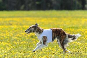 Borzoi dog in white shirt running and chasing lure in the field on coursing competition photo
