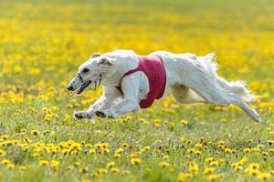 Borzoi dog flying moment of running across the field on lure coursing competition photo