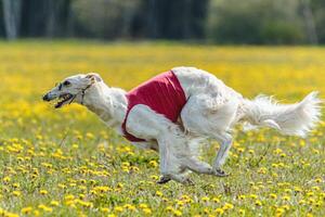 Borzoi dog in red shirt running and chasing lure in the field on coursing competition photo