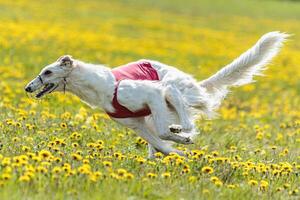 Borzoi dog flying moment of running across the field on lure coursing competition photo