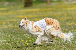 Borzoi dog in white shirt running and chasing lure in the field on coursing competition photo