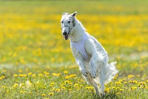 Borzoi dog lifted off the ground during the dog racing competition running straight into camera photo