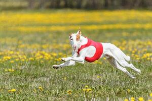 Podenco dog running fast and chasing lure across green field photo