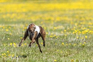 Greyhound dog running fast and chasing lure across green field at dog racing competion photo