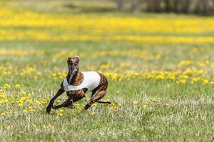 Greyhound dog running fast and chasing lure across green field at dog racing competion photo