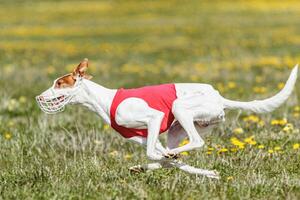 Podenco dog running fast and chasing lure across green field photo