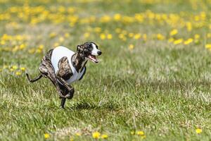 Whippet sprinter running in white jacket on coursing field at competition in summer photo