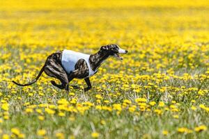 Whippet sprinter running in white jacket on coursing field at competition in summer photo