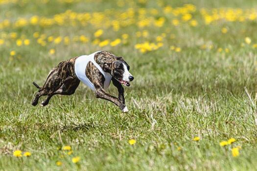 Whippet sprinter running in white jacket on coursing field at competition in summer photo
