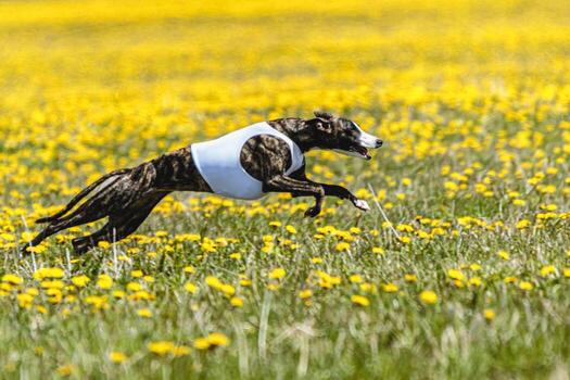 Whippet sprinter running in white jacket on coursing field at competition in summer photo