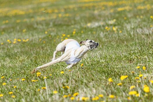 Whippet sprinter running in white jacket on coursing field at competition in summer photo