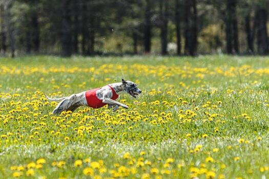 Whippet sprinter running in red jacket on coursing field at competition in summer photo
